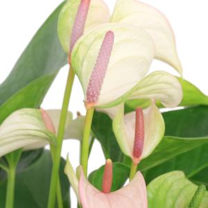 (観葉植物)アンスリウム ジョリパルス 6号(1鉢)の商品画像
