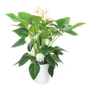 (観葉植物)アンスリウム ジョリパルス 6号(1鉢)の詳細画像1