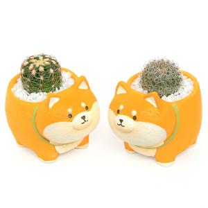 （多肉植物）おまかせプチサボテン　四つ足柴犬（１鉢）　固まる砂　多肉植物　おしゃれ　プレゼント｜charm 第2ヤフー店
