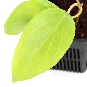 (観葉植物)ホヤ コミンシー 3号(1鉢)の詳細画像1