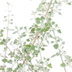 （観葉植物）ホワイトソルトブッシュ（ラゴディアハスタータ）　３〜３．５号（１ポット）　オージープランツ