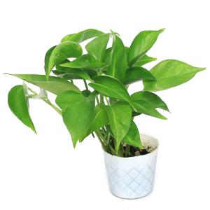 (観葉植物)ポトス テルノジャック 3号(1ポ...の詳細画像1