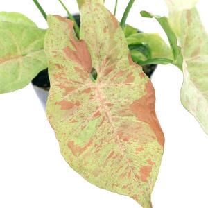 （観葉植物）シンゴニウム　コンフェッティ　３．５号（１ポット）