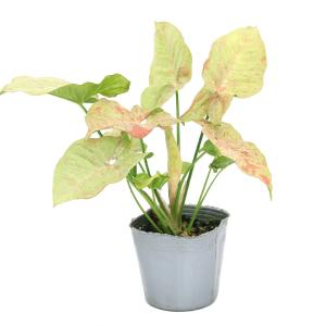 (観葉植物)シンゴニウム コンフェッティ 3....の詳細画像1