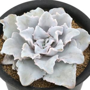 ☆特価☆多肉植物：ハオルチア 本間裏窓（美窓ムチカ交配種）×裏般若