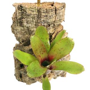 （観葉植物）バージンコルクプランツ　ミニミニコルクブロメリア　Ｖｅｒ．ネオレゲリア　チキータリンダ（１個）