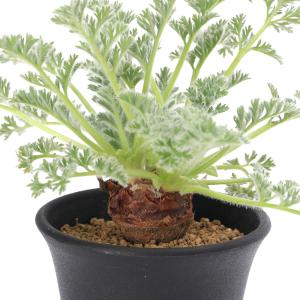 （多肉植物）ペラルゴニウム　アッペンディクラツム　２．５〜３号（１鉢）