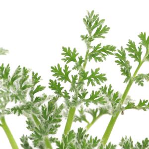 (多肉植物)ペラルゴニウム アッペンディクラツ...の詳細画像1