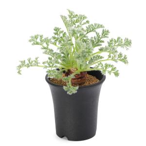 (多肉植物)ペラルゴニウム アッペンディクラツ...の詳細画像2