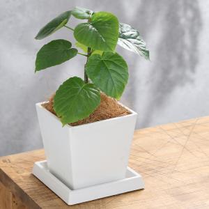 （観葉植物）フィカス　ウンベラータ　４号　ボタニースクエアポット　受皿付き！ココヤシファイバー　観葉植物　おしゃれ　卓上サイズ