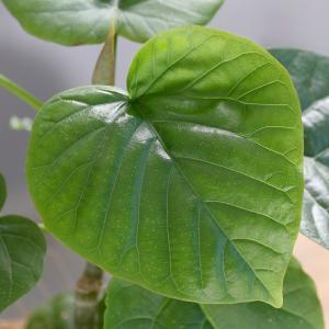 (観葉植物)フィカス ウンベラータ 4号 ボタ...の詳細画像1