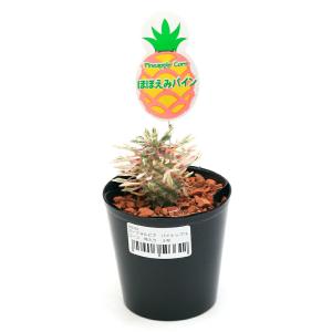 (多肉植物)斑入り ユーフォルビア パイナップ...の詳細画像1