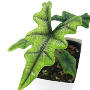 （観葉植物）アロカシア　ジャックリン　３．５〜４号（１鉢）