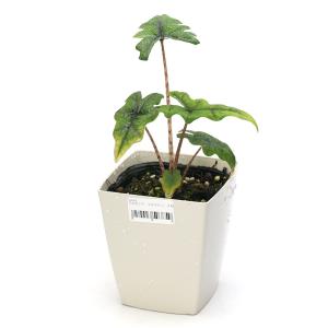 (観葉植物)アロカシア ジャックリン 3.5〜...の詳細画像1
