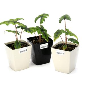 (観葉植物)アロカシア ジャックリン 3.5〜...の詳細画像2
