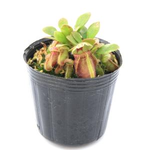 (食虫植物)セファロタス フォリキュラリス 2...の詳細画像1