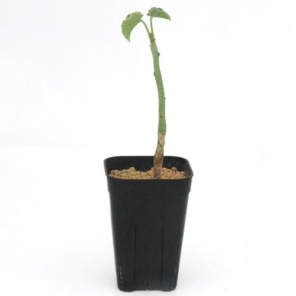 （観葉植物）一点物　アデニア　ケラマンサス　現地株　３号（１株）（３５０７０３）