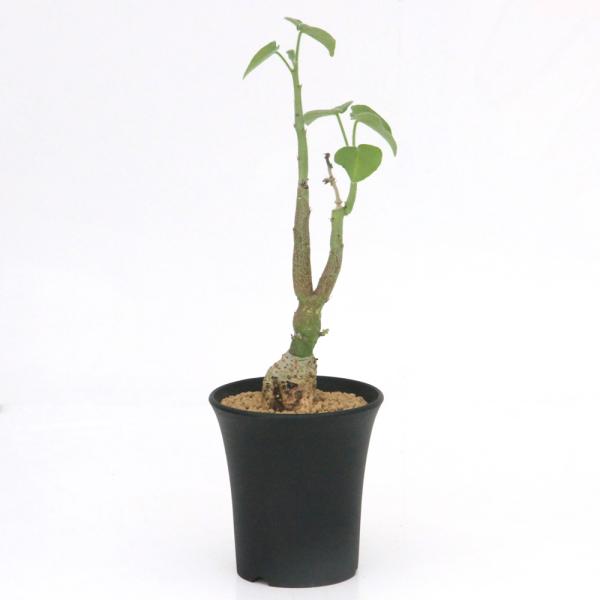 （観葉植物）一点物　アデニア　ケラマンサス　現地株　４号（１株）（３５０７０５）