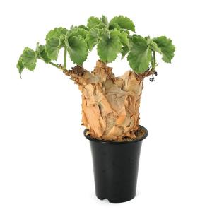 (観葉植物)一点物 キフォステンマ ウター マク...の商品画像