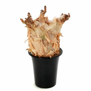 (観葉植物)一点物 キフォステンマ ウター マ...の詳細画像1