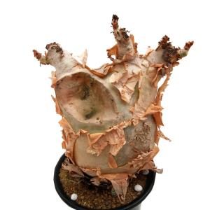 (観葉植物)一点物 キフォステンマ ウター マ...の詳細画像2