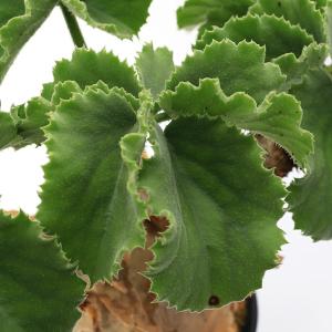(観葉植物)一点物 キフォステンマ ウター マ...の詳細画像3