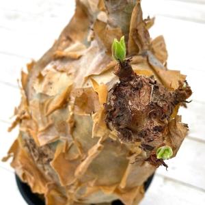 (観葉植物)一点物 キフォステンマ ウター マ...の詳細画像4