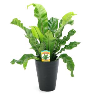 (観葉植物)シダ アスプレニウム プリカーツム...の詳細画像1