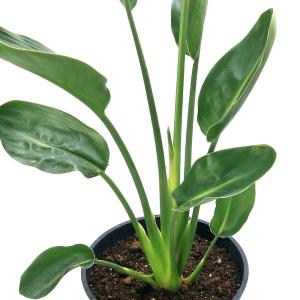 （観葉植物）ストレリチア　ユンケア（ノンリーフ）　７号（１鉢）