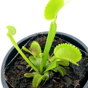 （食虫植物）ハエトリソウ　デンタータ（デンターテ）　３号（１ポット）｜charm 第2ヤフー店