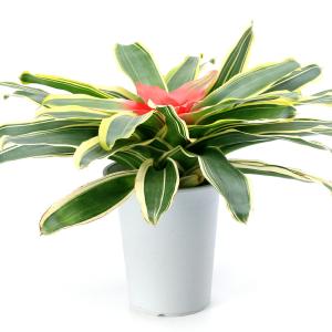 (観葉植物)ネオレゲリア フランドリア 6号(1鉢)の詳細画像1