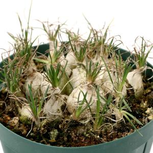 (多肉植物)オーニソガラム sp. 群生 2.5...の商品画像