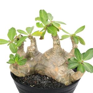 (多肉植物)一点物 パキポディウム マカイエンセ...の商品画像