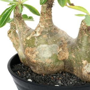 (多肉植物)一点物 パキポディウム マカイエン...の詳細画像1