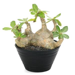 (多肉植物)一点物 パキポディウム マカイエン...の詳細画像3