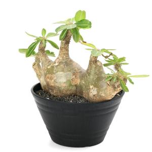 (多肉植物)一点物 パキポディウム マカイエン...の詳細画像4