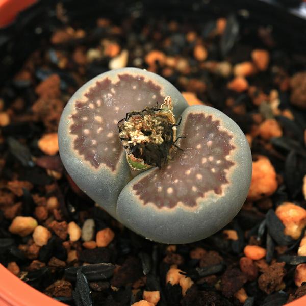 （多肉植物）品種系リトープス　紅窓玉　２．５号（１鉢）