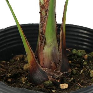 (観葉植物)ヤシ ココスヤシ(ヤタイヤシ) 5...の詳細画像1