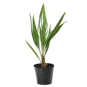 (観葉植物)ヤシ ココスヤシ(ヤタイヤシ) 5...の詳細画像2