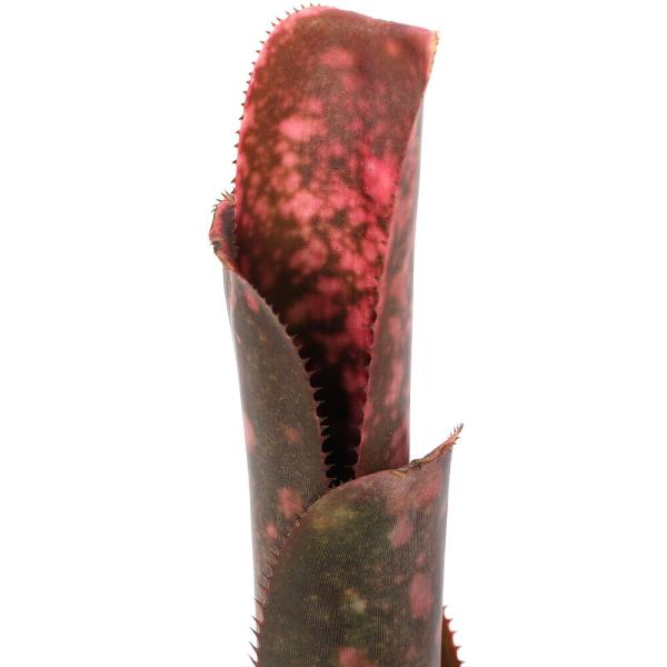 （観葉植物）ビルベルギア　’インセンディアリーデライト’　タイ産　２号（１株）タンクブロメリア