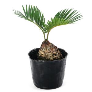 (観葉植物)サイカス ソテツ(蘇鉄) 3号(1鉢)の詳細画像1