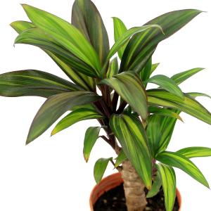 （観葉植物）コルジリネ　イエロー　２号ロング（１鉢）