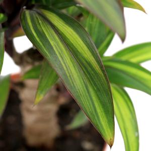 (観葉植物)コルジリネ イエロー 2号ロング(1鉢)の詳細画像1