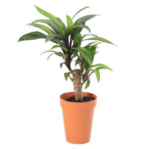(観葉植物)コルジリネ イエロー 2号ロング(1鉢)の詳細画像2