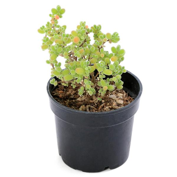 （多肉植物）ドロサンテマム　蜜橘（ミカン）　２号（１鉢）