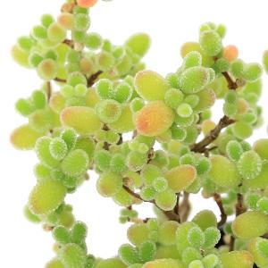 (多肉植物)ドロサンテマム 蜜橘(ミカン) 2...の詳細画像1