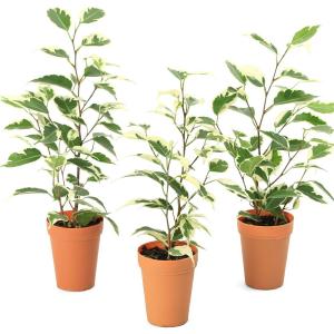 (観葉植物)フィカス ベンジャミン スターライ...の詳細画像1