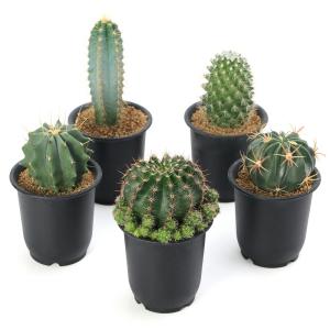 （多肉植物）サボテン　品種おまかせ　３号（１鉢）