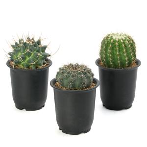 (多肉植物)サボテン 品種おまかせ 3号(1鉢)の詳細画像1
