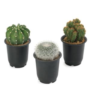 (多肉植物)サボテン 品種おまかせ 3号(1鉢)の詳細画像2